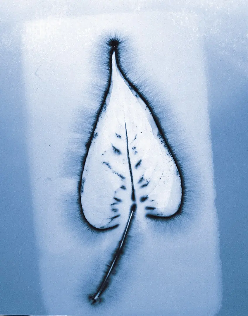 Leaf observed with Bio Music One