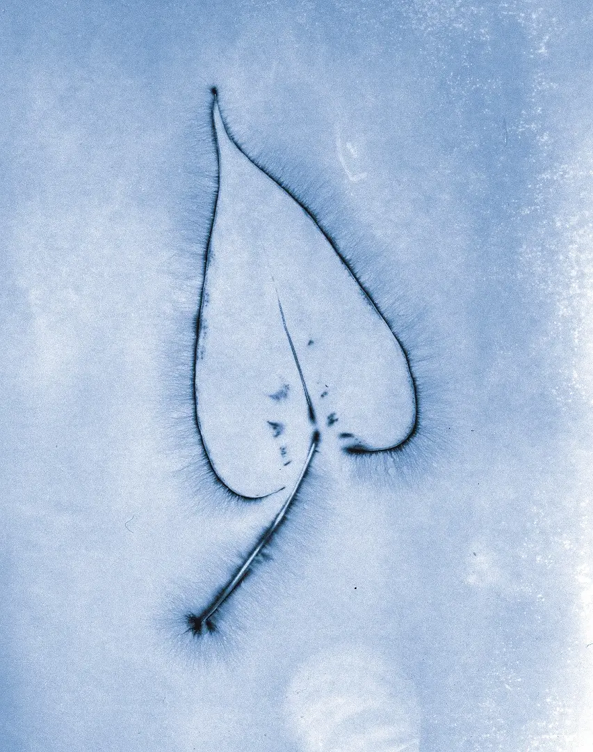 Leaf observed without Bio Music One