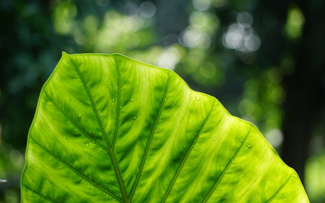 Pour un bien-être florissant des plantes